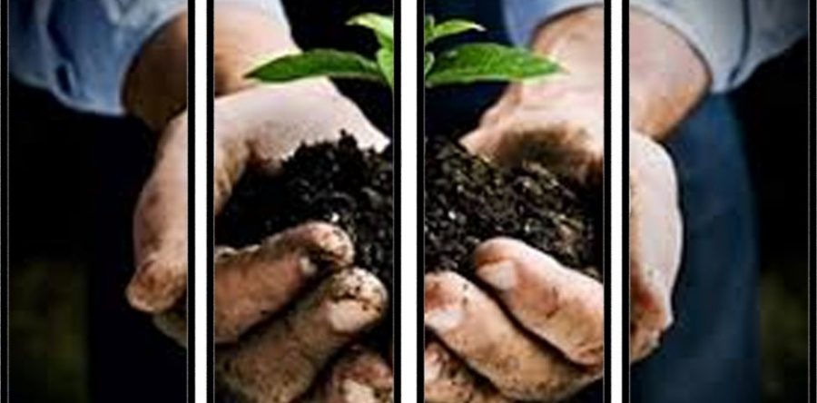 Analisis de Suelo, Foliar y Fitopatología