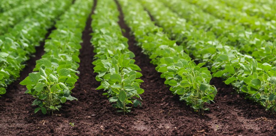 Capacitaciones Agrícolas